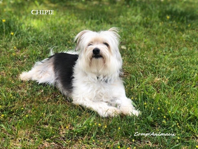 Chipie2 