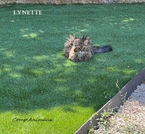 Lynette 