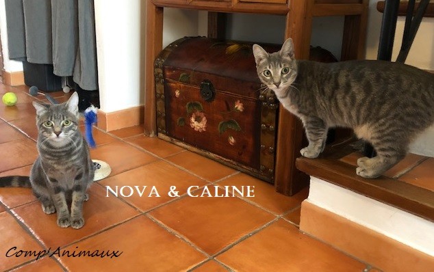 Nova et Caline 