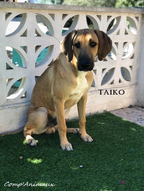 Taïko
