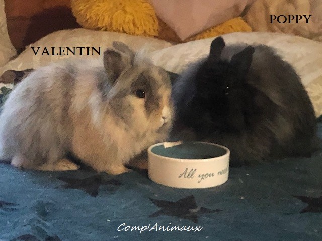 Valentin et Poppy 