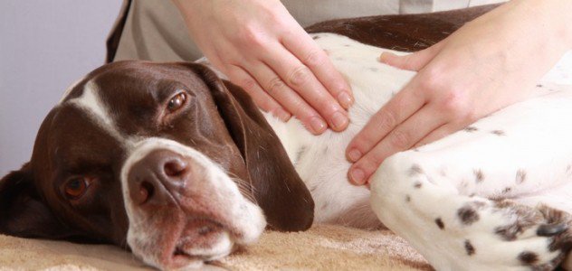 BLOG : ma formation en massages canin