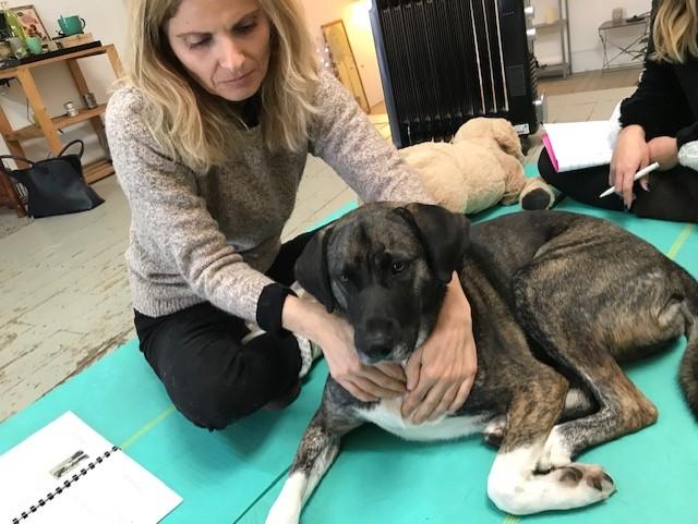 3ème jour formation praticienne massage canin
